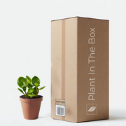 Peperomia Obtusifolia 'Thailand' in grow pot