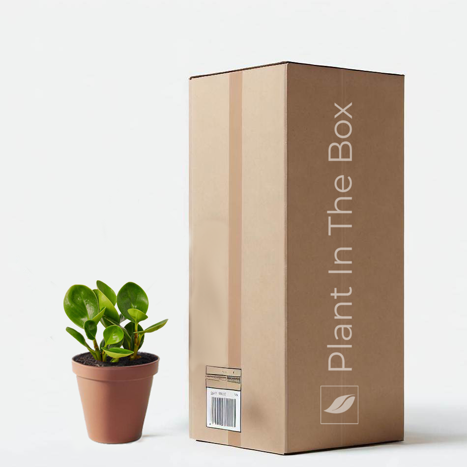 Peperomia Obtusifolia 'Thailand' in grow pot