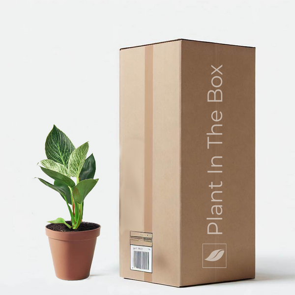 cardboard philodendron Philodendron 'Birkin' | Send A Plant Gift Box