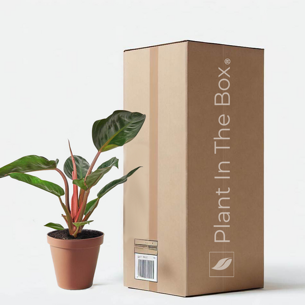 philodendron tatei 'congo rojo' Philodendron 'Congo Rojo' | Send A Plant Gift Box