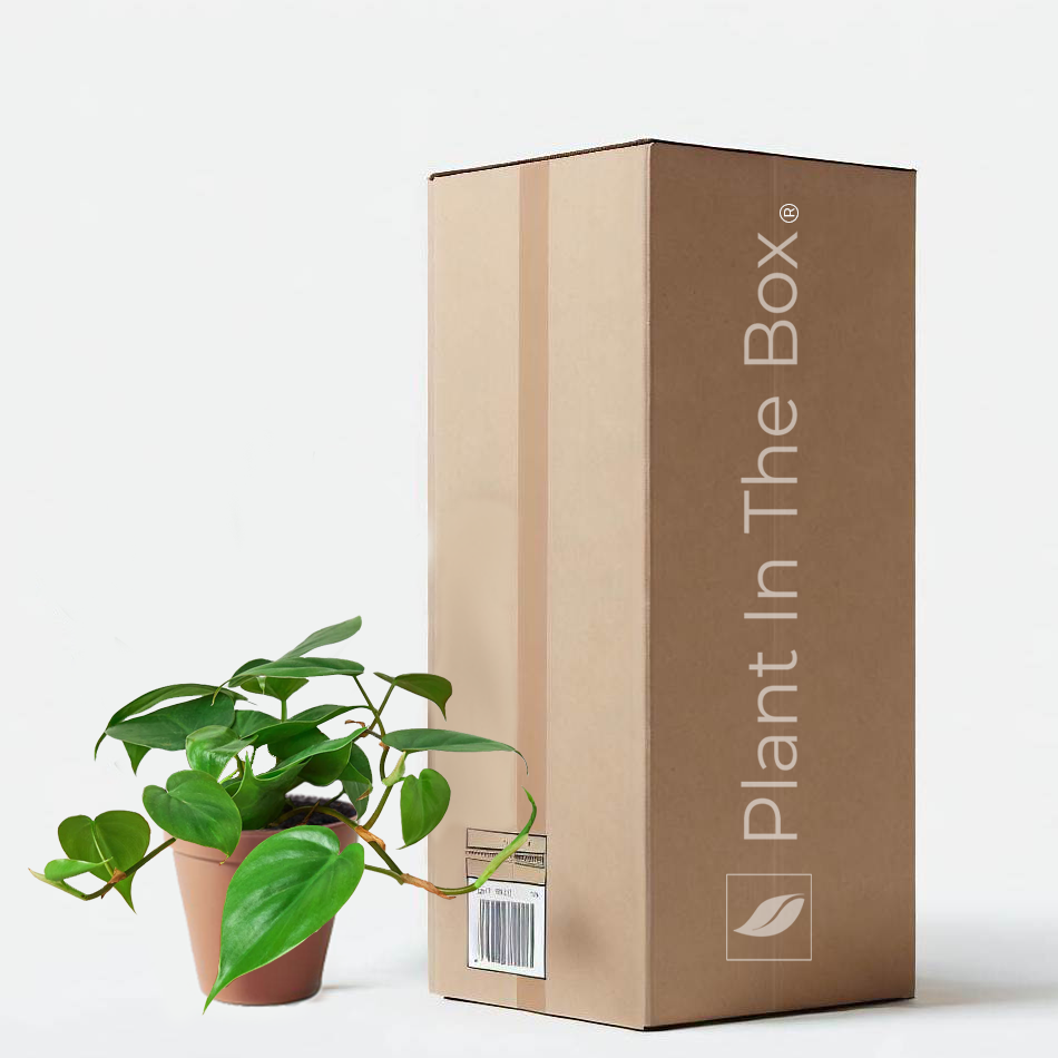 Philodendron Cordatum 'Heart Leaf' (Nursery Pot)