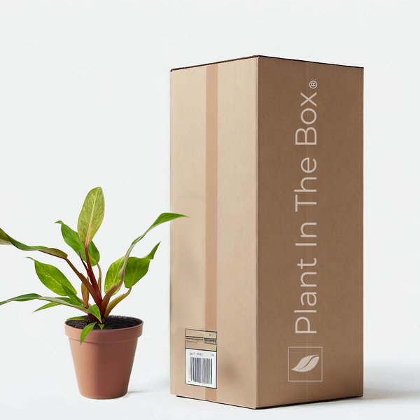Philodendron 'Orange Marmalade' | Send A Plant Gift Box
