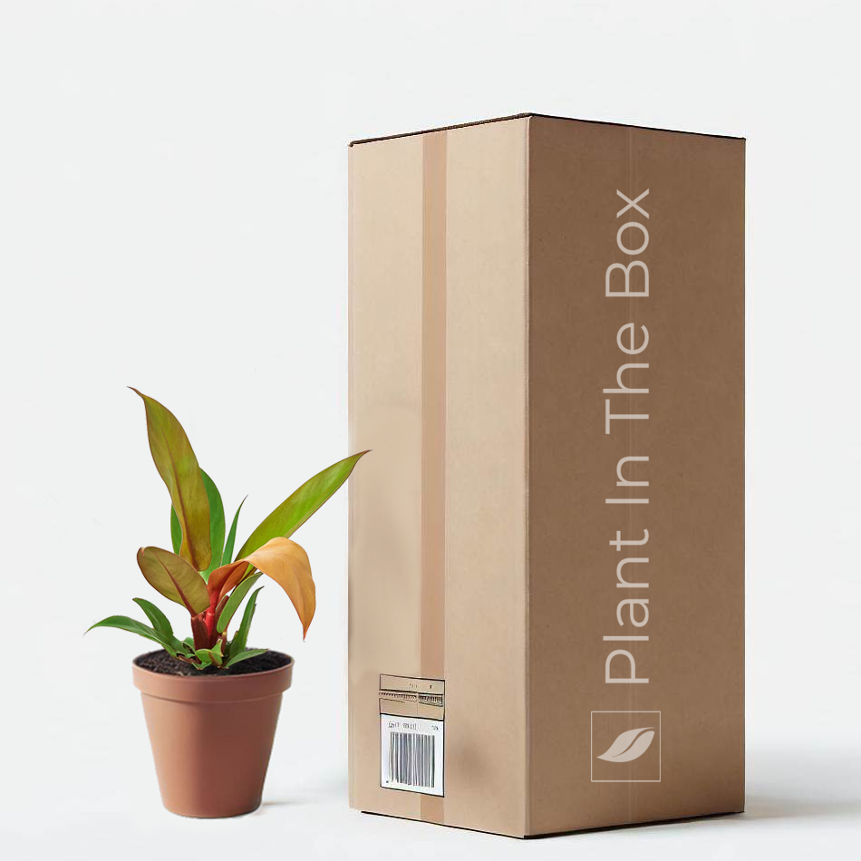 Philodendron 'Prince of Orange' in a grow pot