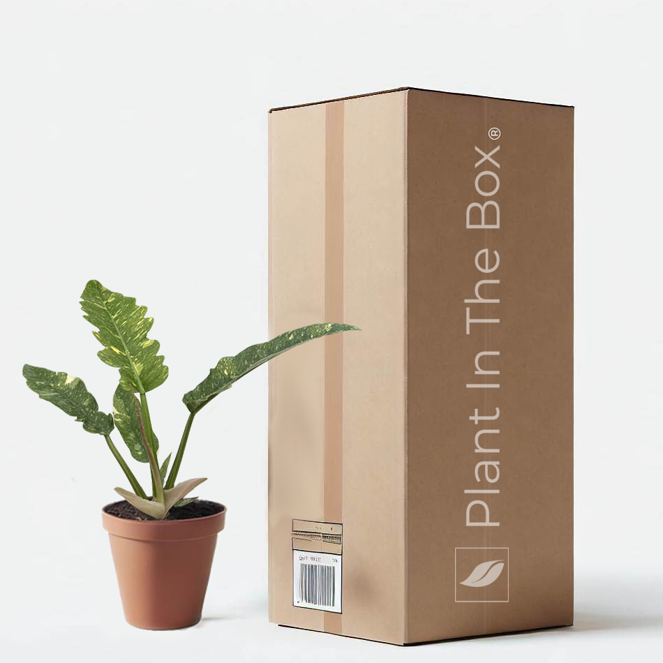 Plant In The Box Philodendron