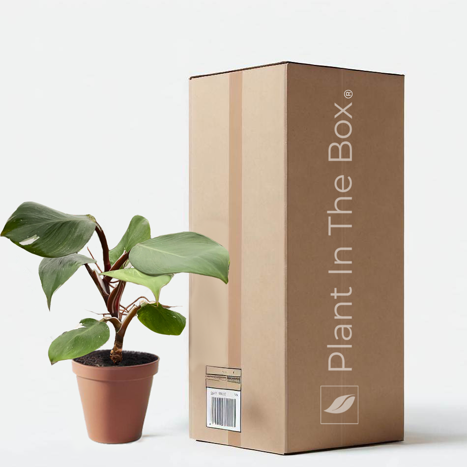 philodendron cardboard Philodendron 'White Knight' | Send A Plant Gift Box