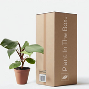 Philodendron 'White Knight' in a grow pot