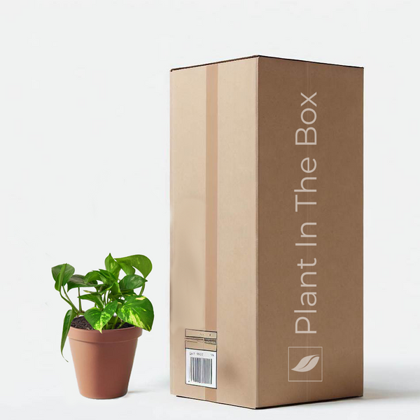 pothos plant gift Golden Pothos | Send A Plant Gift Box