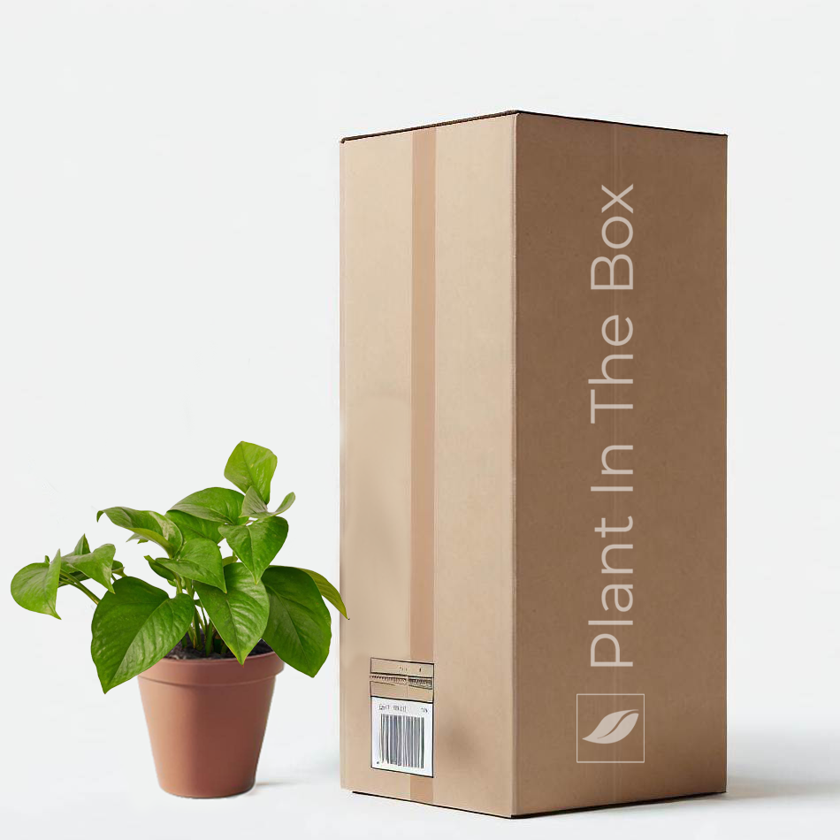 Pothos 'Jade' in a grow pot