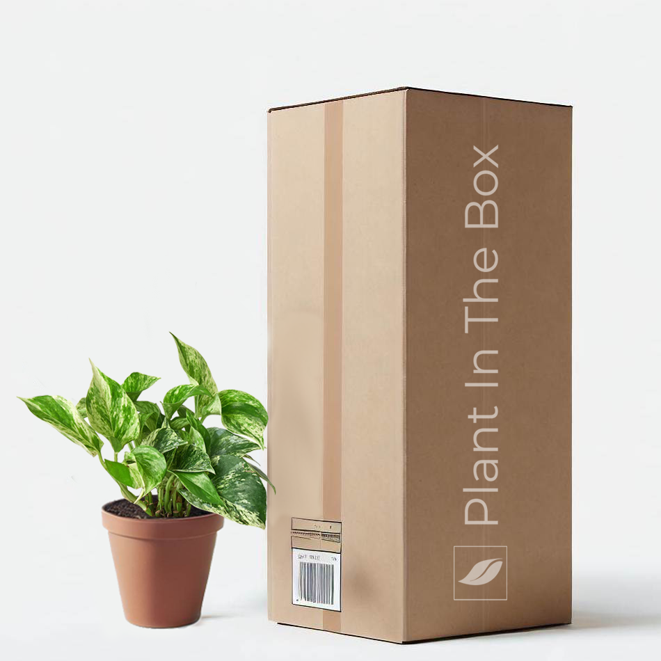 Pothos 'Marble Queen' in a grow pot