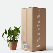 Pothos 'Shangri La' (Nursery Pot)
