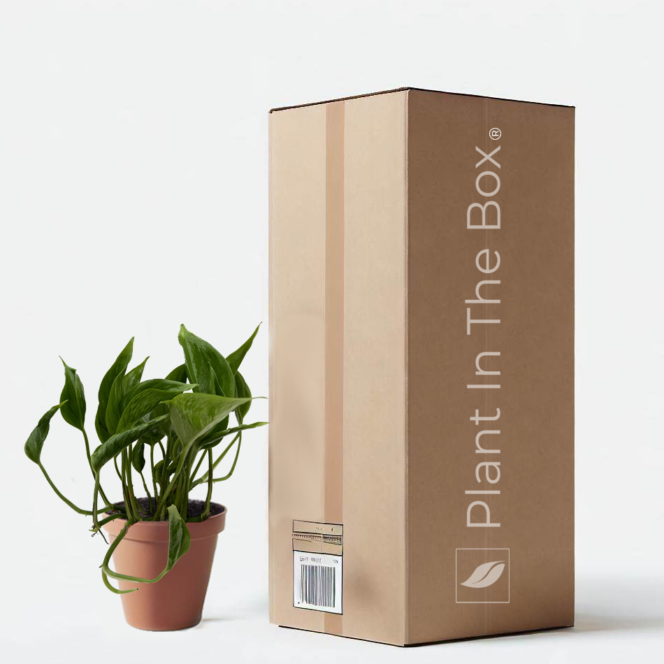 Pothos 'Shangri La' (Nursery Pot)