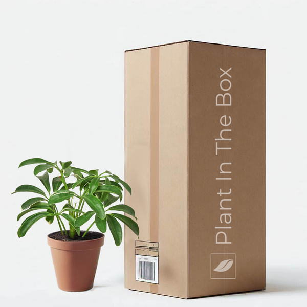 Schefflera Arboricola 'Dwarf Umbrella Tree' | Send A Plant Gift Box