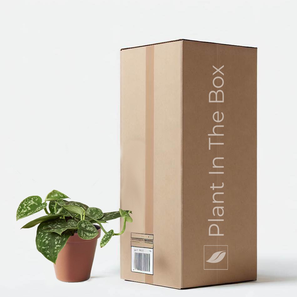 Silver Pothos 'Exotica' (Nursery Pot)