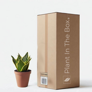 Snake Plant 'Black Gold' (Nursery Pot)