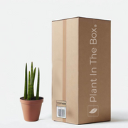 Snake Plant 'Cylindrica' (Nursery Pot)