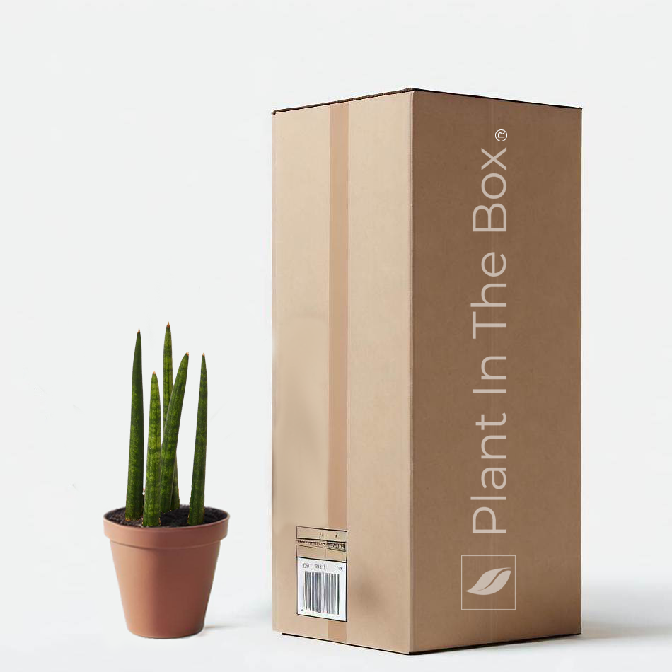 Snake Plant 'Cylindrica' (Nursery Pot)