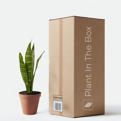 Snake Plant 'Zeylanica' (Nursery Pot)