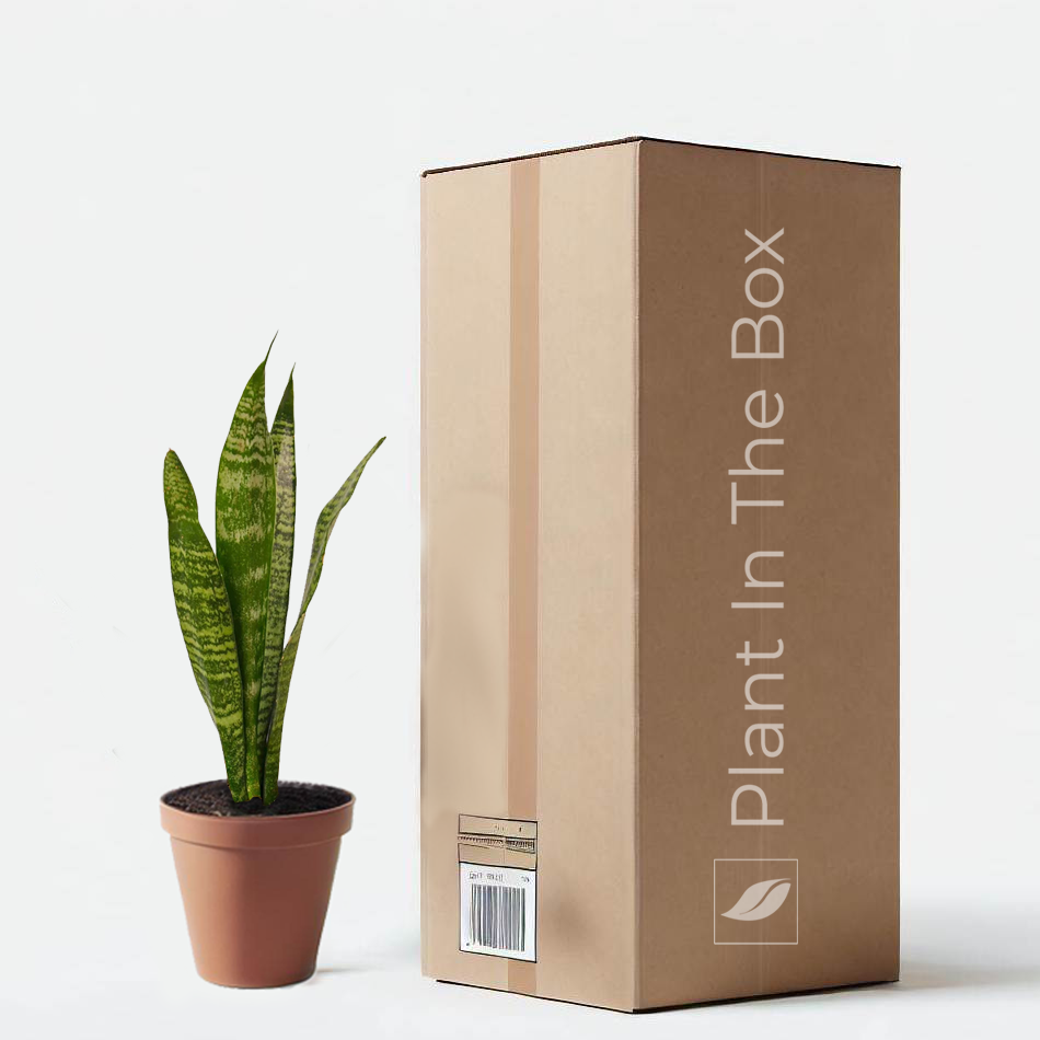 Snake Plant 'Zeylanica' in a grow pot