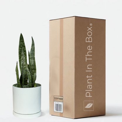 Perfectly Potted Houseplant Gift Box