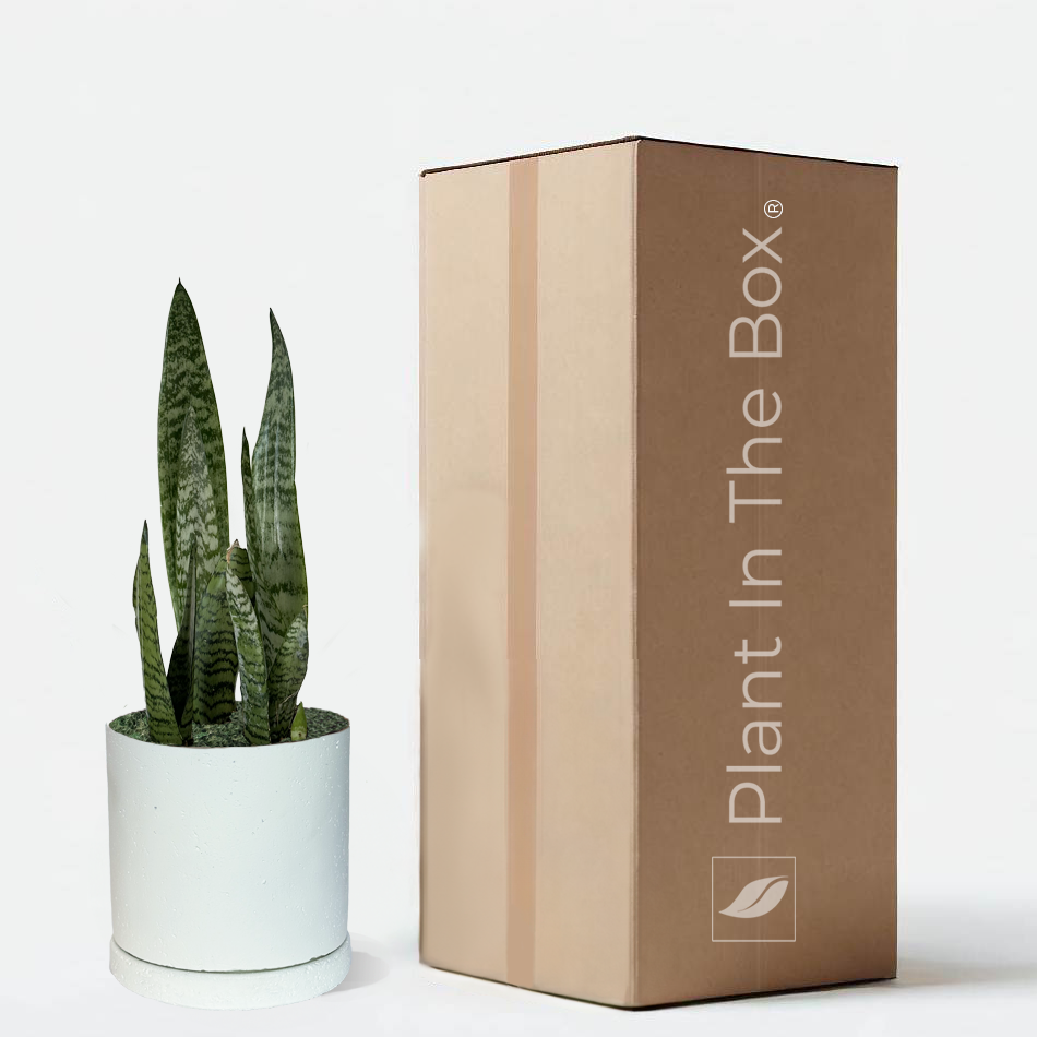 house plant gift box Perfectly Potted Houseplant Gift Box