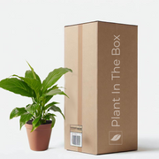 Spathiphyllum 'Peace Lily' in a grow pot