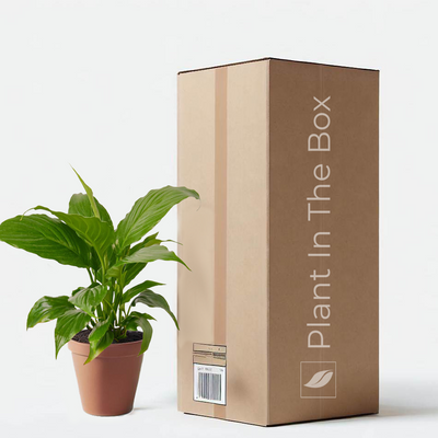 Spathiphyllum 'Peace Lily' (Nursery Pot)