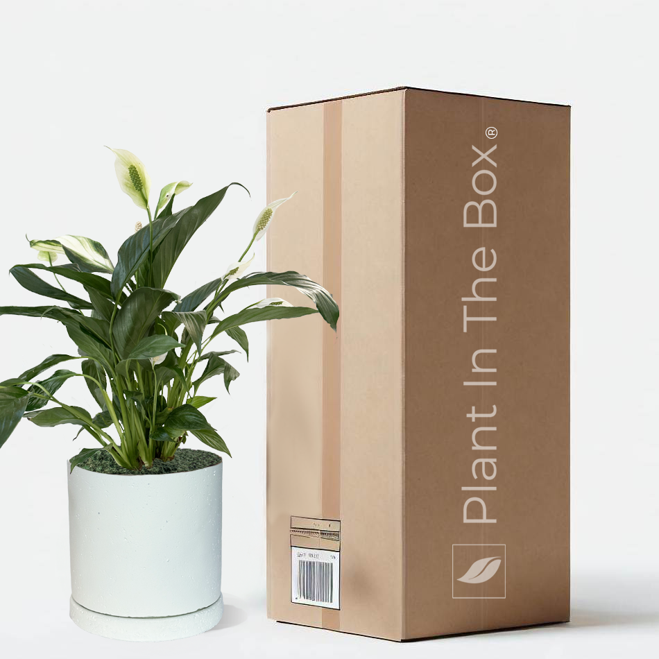 Perfectly Potted Houseplant Gift Box