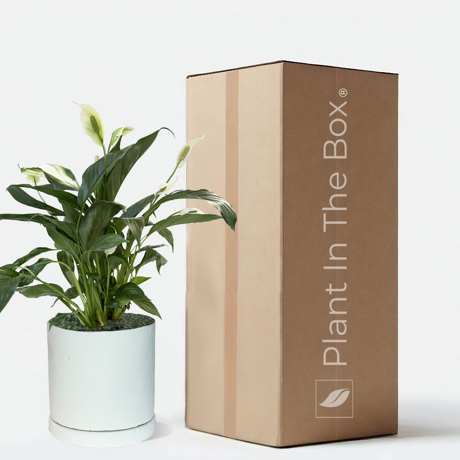 house plant shipping Perfectly Potted Houseplant Gift Box