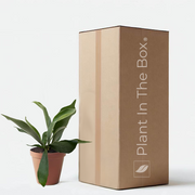 Small Staghorn Fern Houseplant