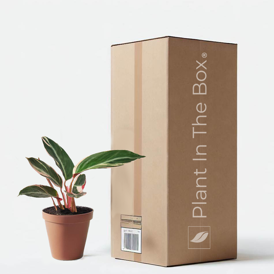 Stromanthe Triostar in a grow pot