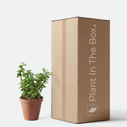 Elephant Bush succulent in nursery pot with lush green rounded leaves