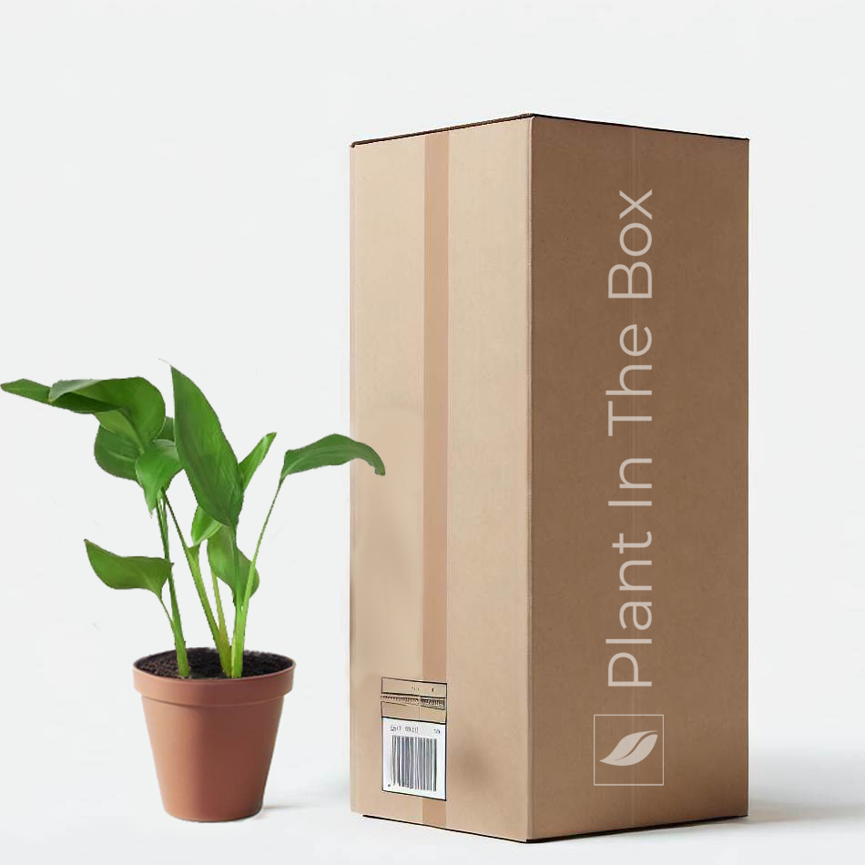 White Bird of Paradise (Nursery Pot) | Plant In The Box - Gift A Houseplant