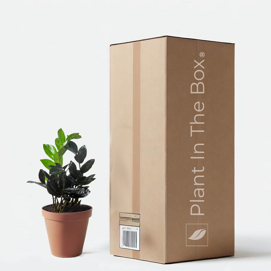 ZZ Plant 'Black Queen' (Nursery Pot) | Plant In The Box - Gift A Houseplant